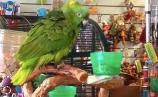 鹦鹉表演视频,智慧禽鸟的舞台秀