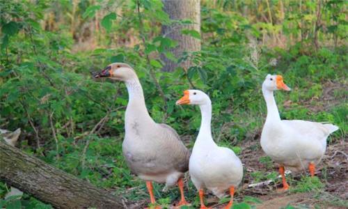 小鹅养殖技术视频,从孵化到成鹅的全程解析