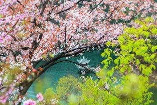 樱花视频在线观看,畅享视觉盛宴，尽享云端观影体验