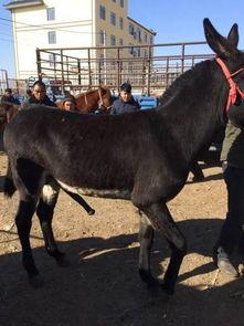 公驴配种视频,一场自然繁衍的奇妙之旅