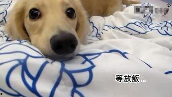 饥渴的狗视频,视频记录感人瞬间