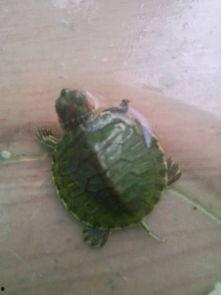 乌龟出生视频,乌龟孵化瞬间