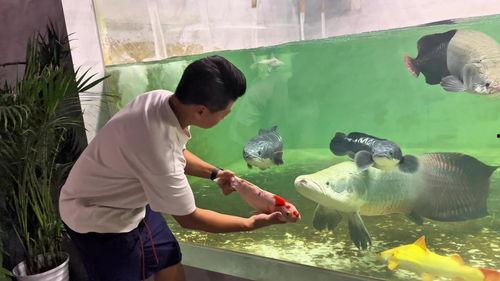 养鱼视频,跟随养鱼视频解锁养鱼技巧与乐趣