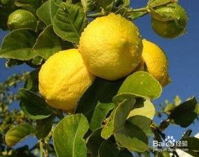 柠檬嫁接视频