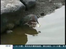 寻找甲鱼视频,揭秘甲鱼生活奥秘