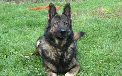 昆明犬黑背视频