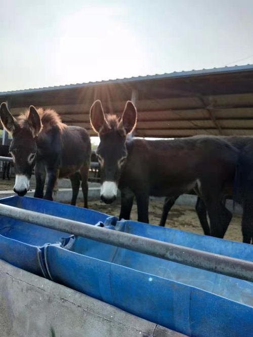 肉驴养殖技术视频,从饲养管理到高效养殖全解析