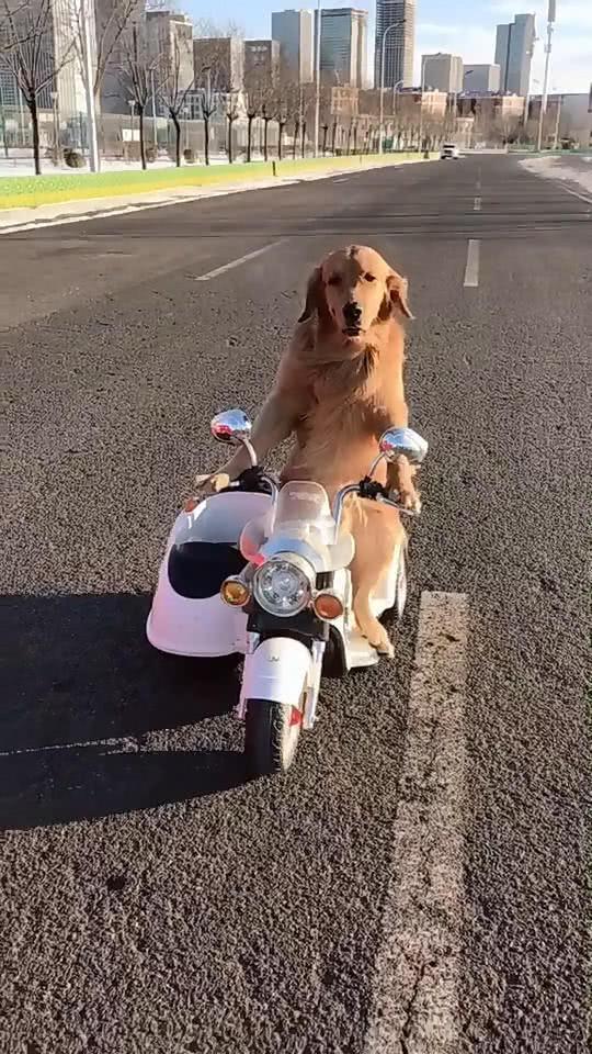 骑宠物视频,跟随萌宠的脚步，畅游美好时光