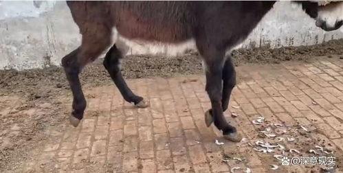 二驴打人视频,网络直播暴力事件引发社会关注