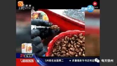 吃知了视频,跟随镜头探寻知了美食之旅