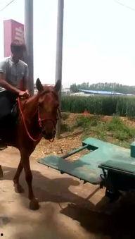 马拉屎视频,揭秘动物世界的神奇排泄现象