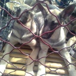 牲畜配种视频,科学繁育的生动实践