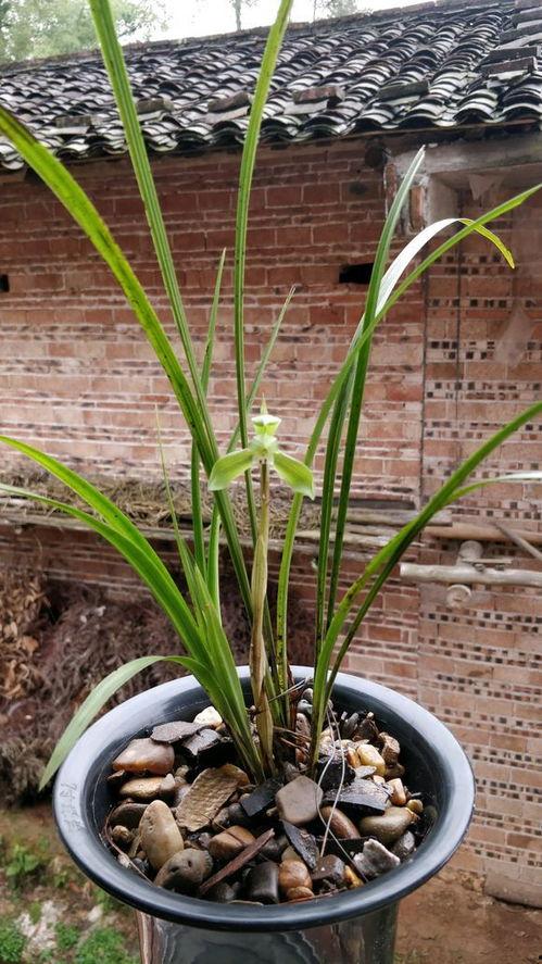 兰花上盆视频,视频教程带你轻松入门